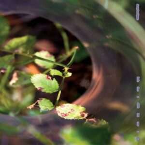 INCIENSO026LP_CU