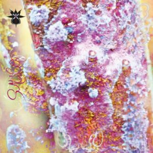 Screenshot 2024-09-19 at 10-03-40 qoa - Sauco LEAVING RECORDS Avaialble now on Vinyl Cassette Digital download