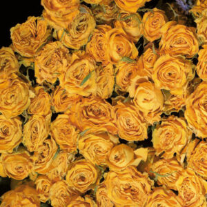 cover-6-1.jpg