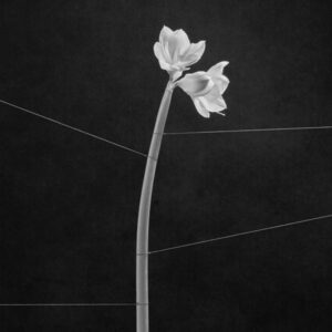 dreamweaver
