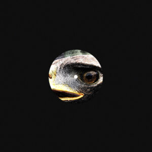 yr-elen-flat